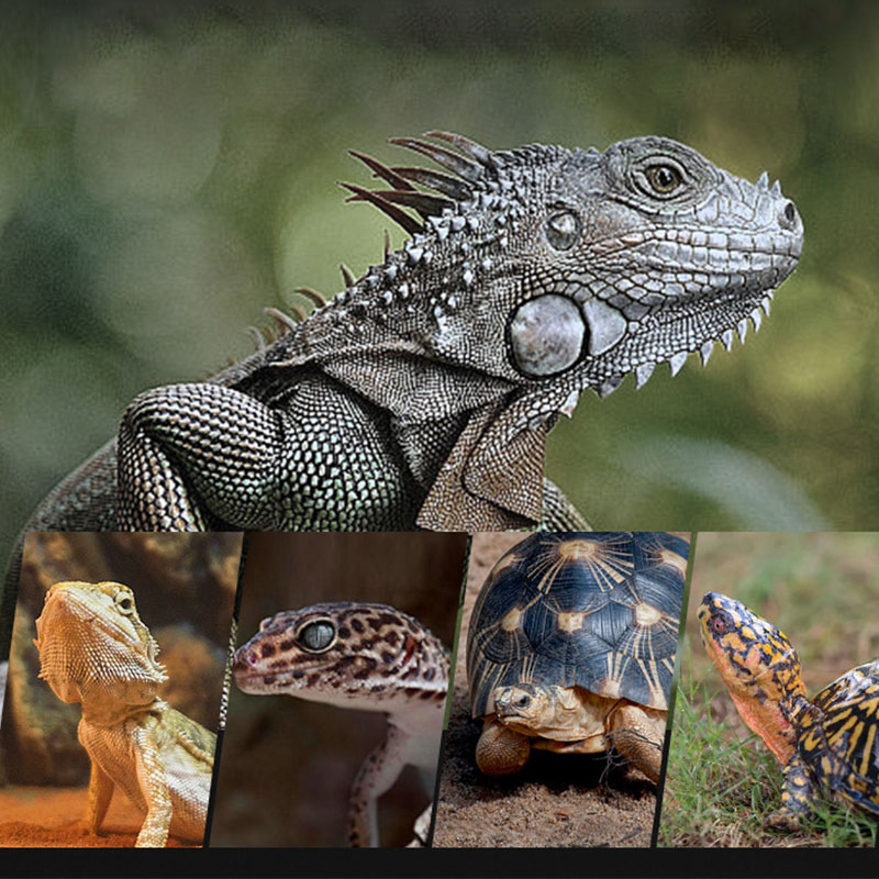 Reptile Heat Lamp 100V/220V In - Gecko Lighting & Decor recension och pris